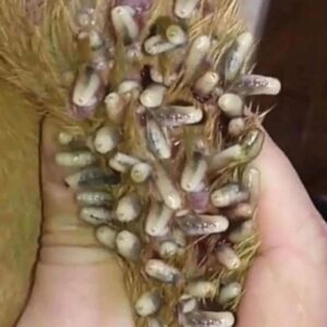 Where do maggots come from?